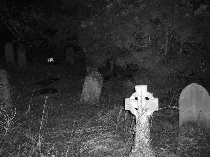 spooky graveyard